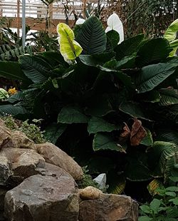 Close-up of fresh green plant