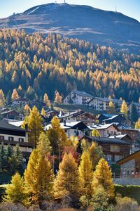 Houses and trees in town