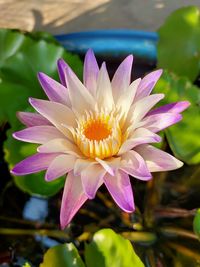 Close-up of water lily in lake