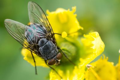 Close-up of insect on yellow flower