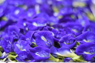 Close-up of purple flowering plants