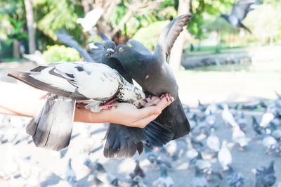 Close-up of pigeon