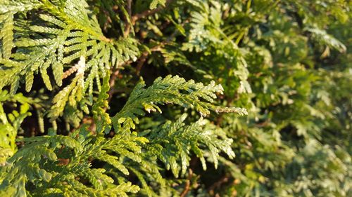 Close-up of pine tree