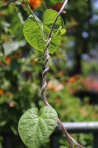 Close-up of fresh green plant