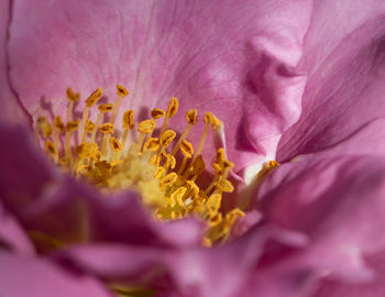 Close-up of pink flower