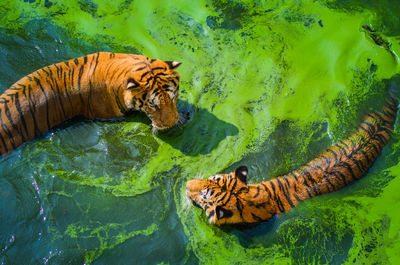 Cat in a lake