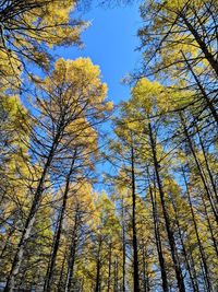 Low angle view of trees in forest against sky