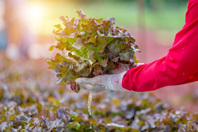 Close-up of hand holding leaves of plant