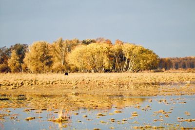 November in the wetlands on kalvebod fælled next to copenhagen.