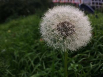 Close-up of dandelion