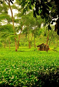 Scenic view of grassy field