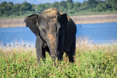 Elephant on field