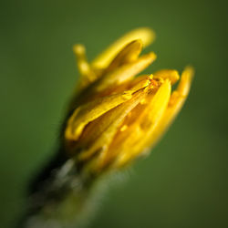 Close-up of flower over blurred background