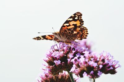 Close-up of butterfly pollinating on purple flower