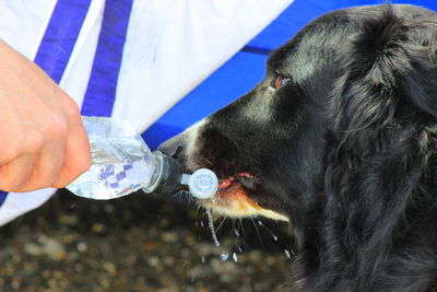 Cropped hand feeding water to dog