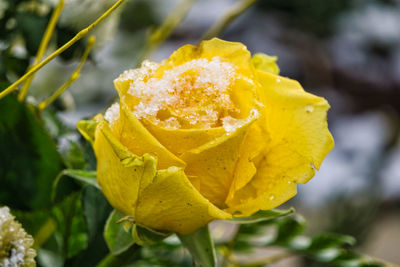 Close-up of yellow rose flower