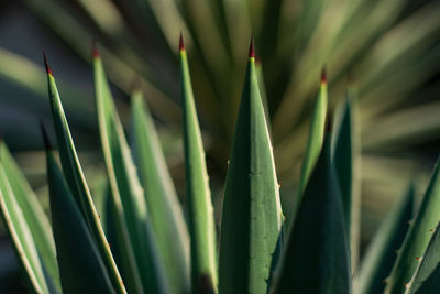 Close-up of succulent plant