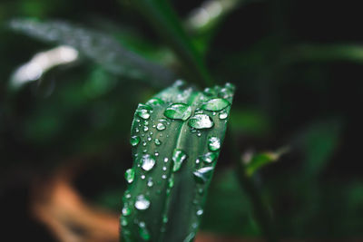 Close-up of raindrops on leaf