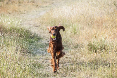 Dog running on field