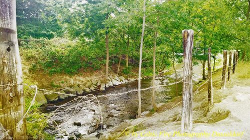Scenic view of waterfall in forest