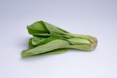 Close-up of green leaf against white background