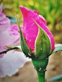 Close-up of wet pink flower
