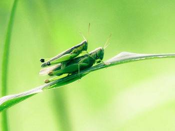 Close-up of insect on plant