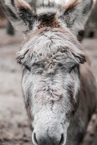 Close-up of a horse