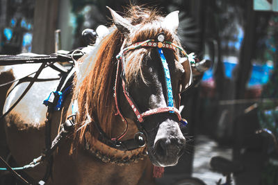 Close-up of an animal on street