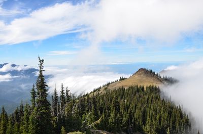 Scenic view of forest against cloudy sky