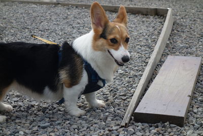 High angle view of dog looking away