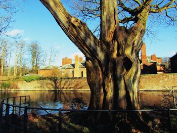 Bare tree by river in city against clear sky