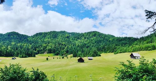 Scenic view of trees on field against sky