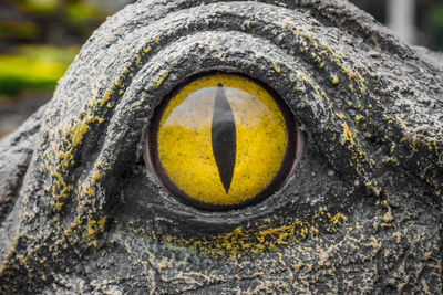 Close-up of a tree trunk