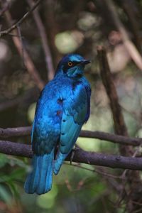 Tropical blue singing bird in tree