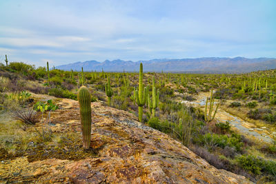 Young saguaro cactus growing out of a rocky cliff with view of tucson az.