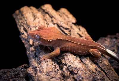 Close-up of lizard on tree trunk