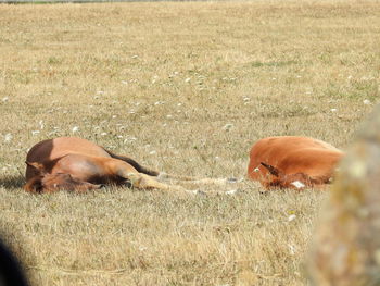 View of a dog relaxing on field