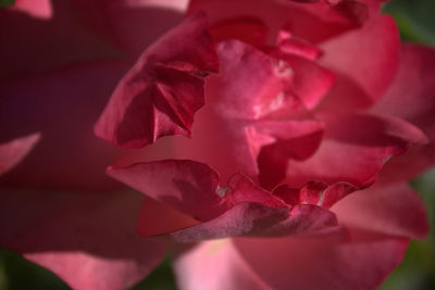 Close-up of pink rose blooming outdoors