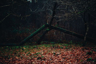 Bare tree on field in forest