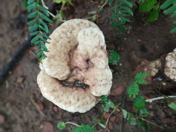 High angle view of mushroom growing on field