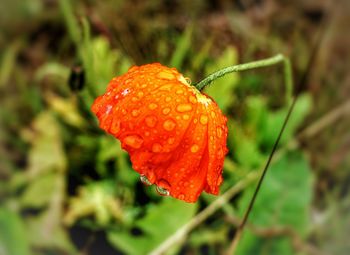 Close-up of red flower