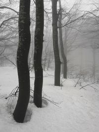 Bare trees on snow covered field during winter