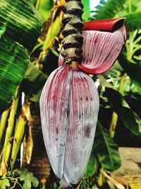 Close-up of fresh plant in farm