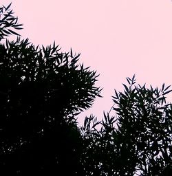 Low angle view of trees against clear sky