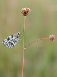 Close-up of butterfly on flower