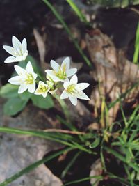 Close-up of white flowers