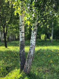 View of tree trunks on field