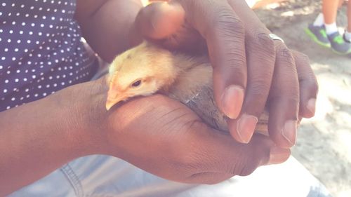 Close-up of man holding bird