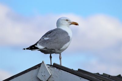 Low angle view of seagull on roof against sky